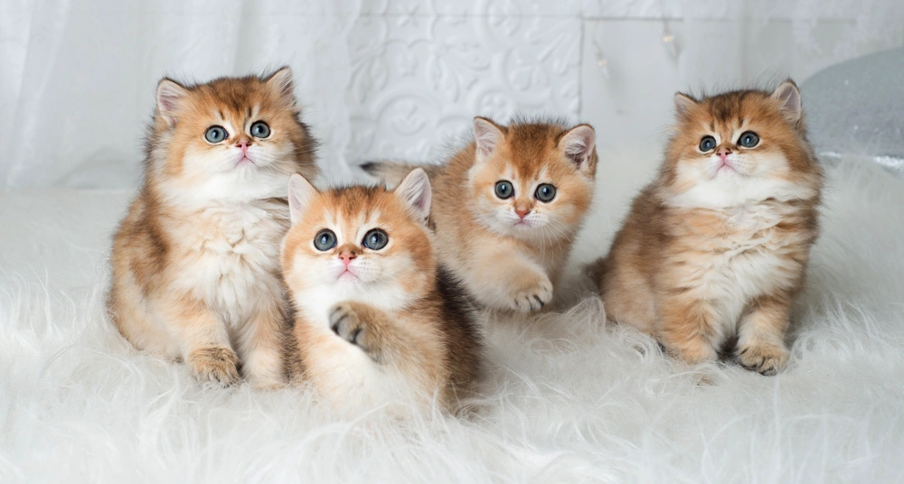 British shorthair kittens