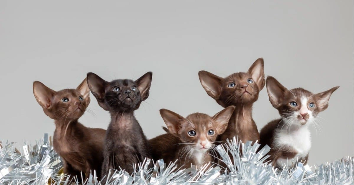 Oriental kittens