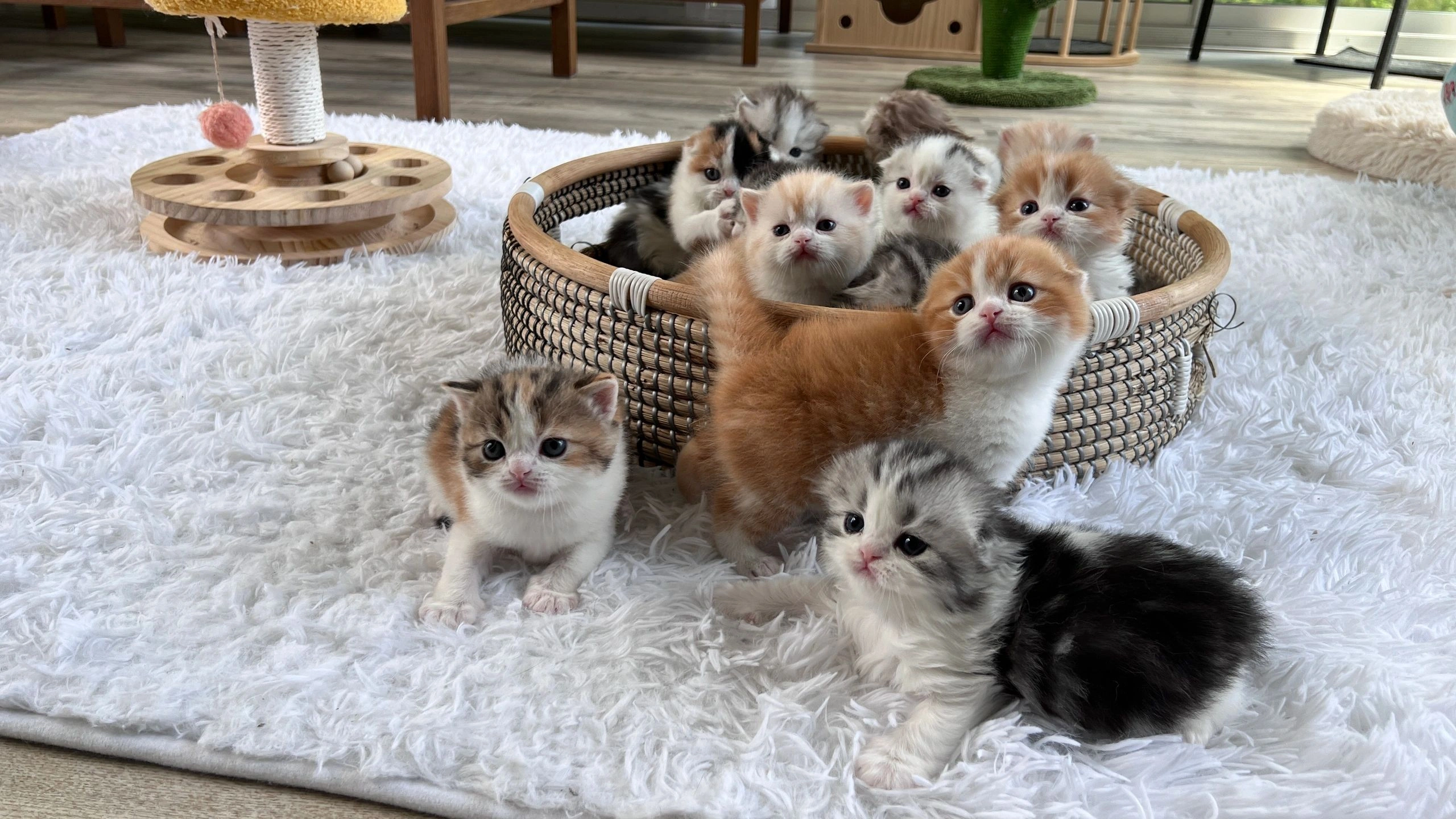 Scottish Fold kittens